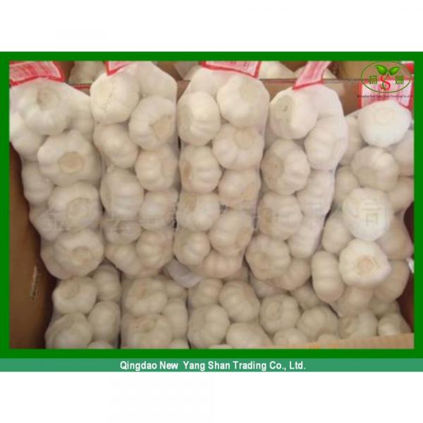 China&#39;s 2017 year china new crop garlic fresh  garlic  -  shandong  #4 image