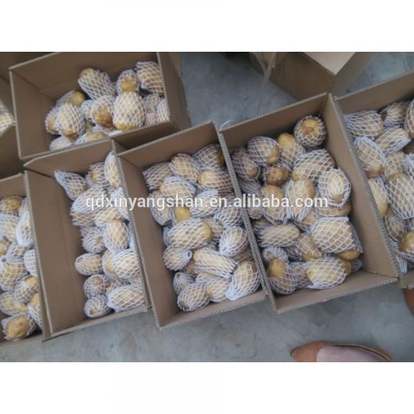 Fresh 2017 year china new crop garlic Chinese  Garlic  Wholesale  Price  #2 image