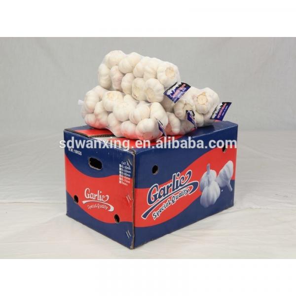 FRESH 2017 year china new crop garlic GARLIC     #1 image