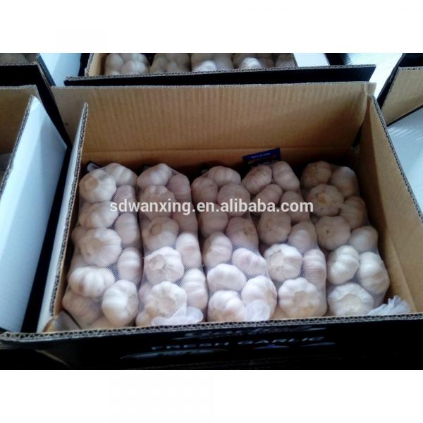 FRESH 2017 year china new crop garlic GARLIC     #2 image