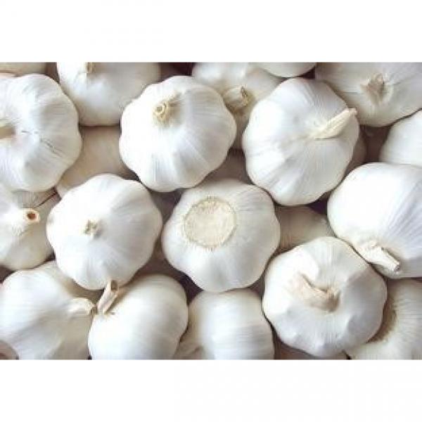 Hot 2017 year china new crop garlic sale  fresh  Chinese  normal  white garlic #4 image