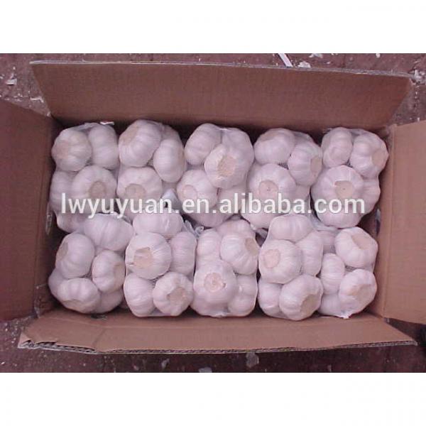 YUYUAN 2017 year china new crop garlic brand  hot  sail  fresh  garlic garlic dryer #3 image