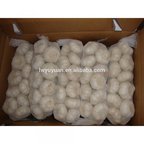 YUYUAN 2017 year china new crop garlic brand  hot  sail  fresh  garlic garlic distributor #1 image