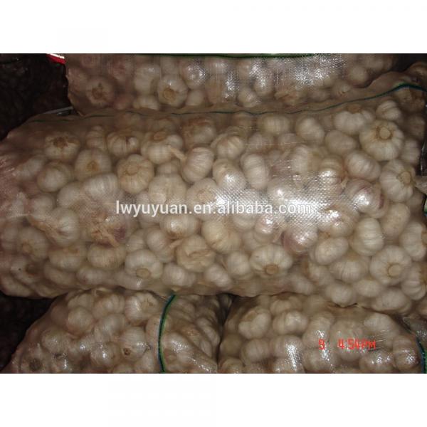 YUYUAN 2017 year china new crop garlic brand  hot  sail  fresh  garlic garlic essence #3 image