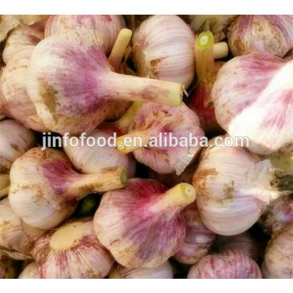 2017 2017 year china new crop garlic new  crop  garlic   #1 image