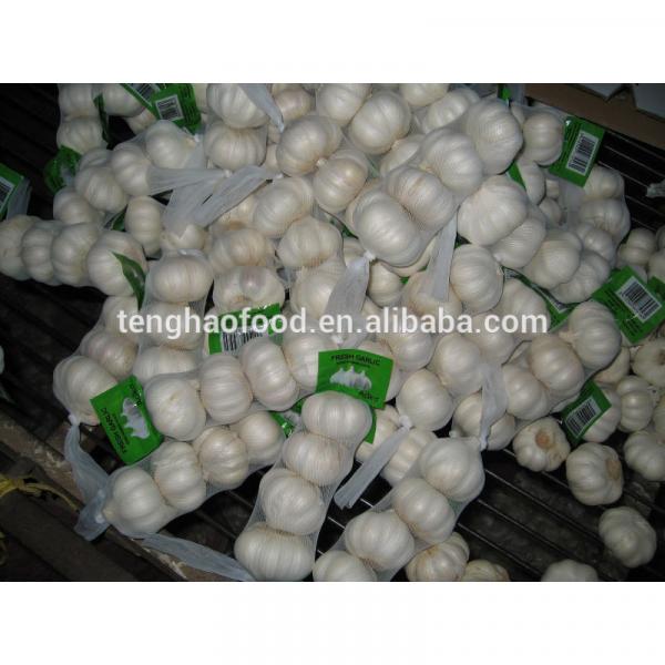 2014 2017 year china new crop garlic new  crop  ,250g/bag  ,fresh  white garlic #1 image