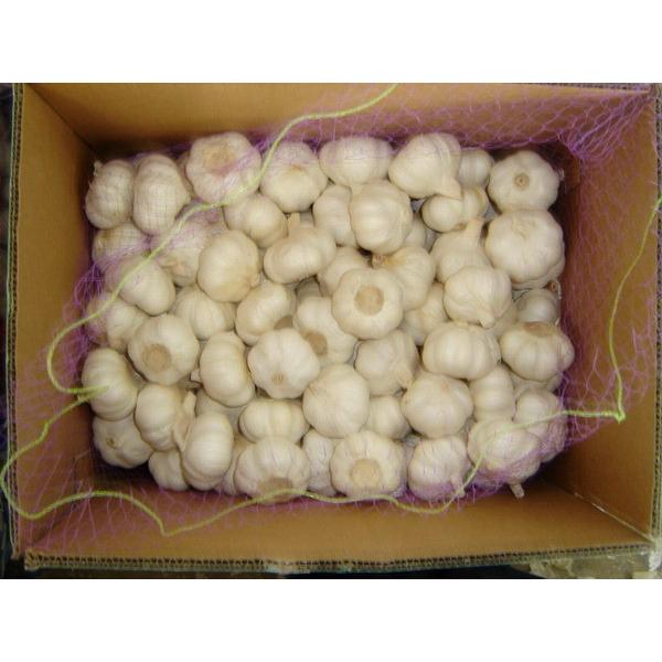 fresh 2017 year china new crop garlic garlic     #1 image