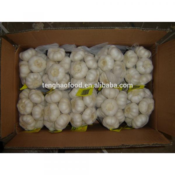 fresh 2017 year china new crop garlic garlic     #1 image