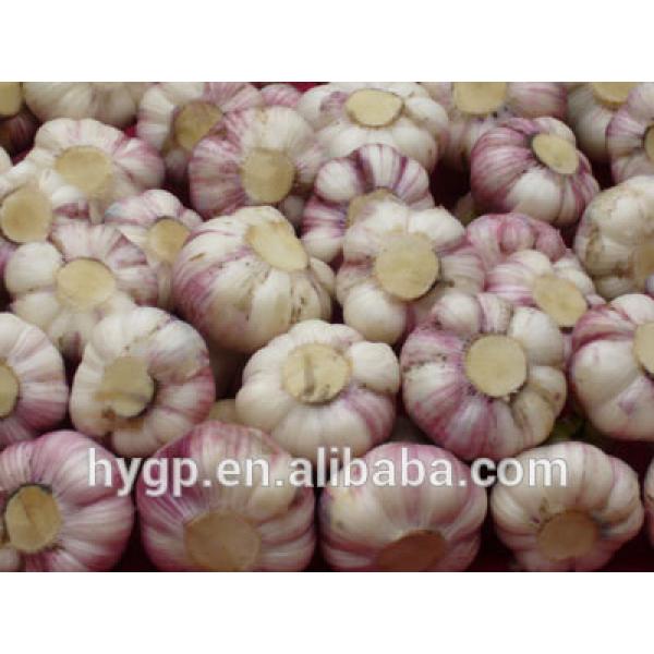 Chinese Fresh Galic Suppliers #2 image