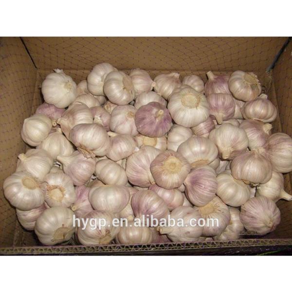 Chinese Fresh Galic Suppliers #3 image