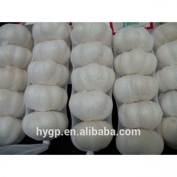 Chinese Galic Fresh And Cheapest Price (5-6.0cm) #2 image