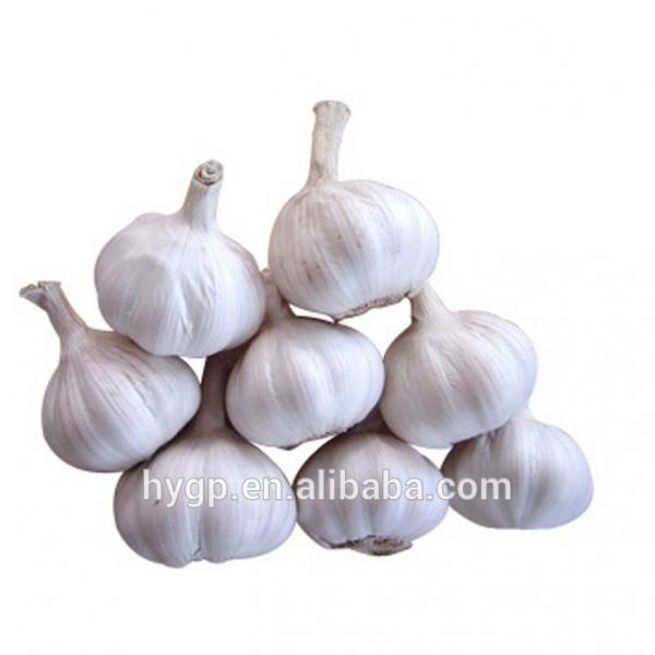 Fresh Nice Garlic 2017 #1 image