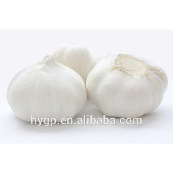 Chinese Galic Fresh And Cheapest Price (5-6.0cm) #1 image