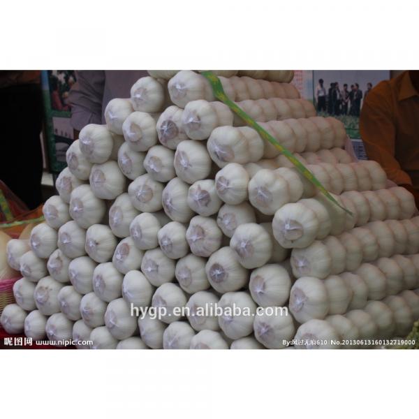 Chinese Galic Fresh And Cheapest Price (5-6.0cm) #3 image