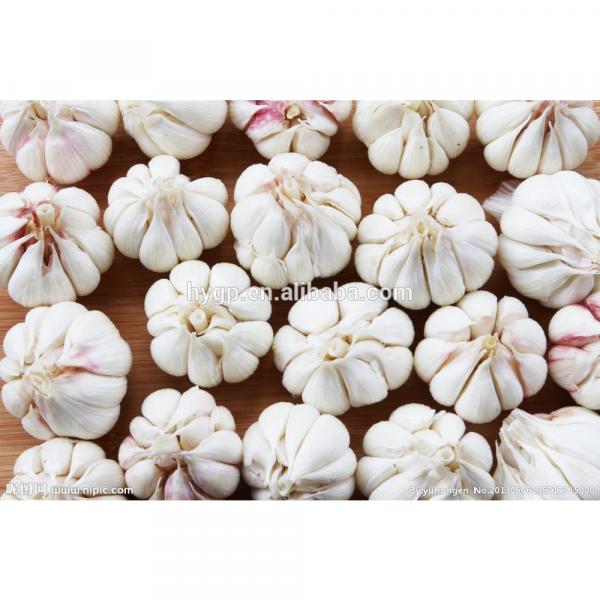 China Galic Fresh And Cheapest Price (white And Red ) #1 image