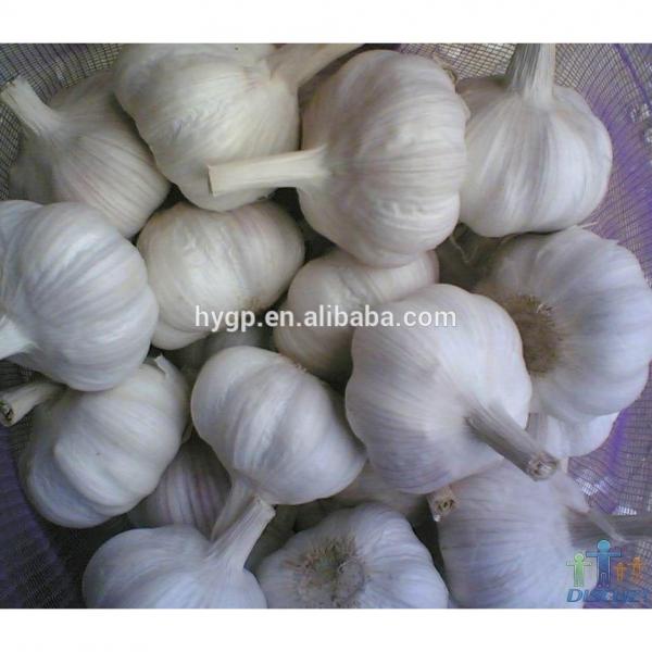 China Galic Fresh And Cheapest Price (white And Red ) #2 image