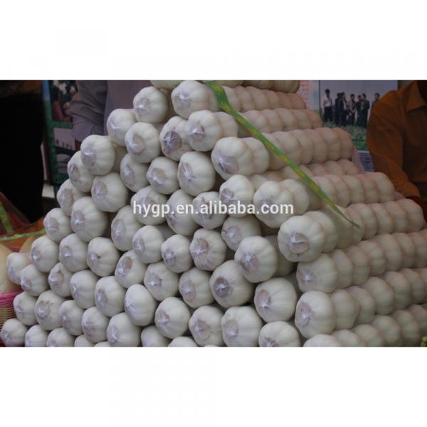 Big And Full Size Shandong China Fresh Galic #1 image