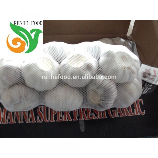 Fresh Garlic in Low Price #5 image