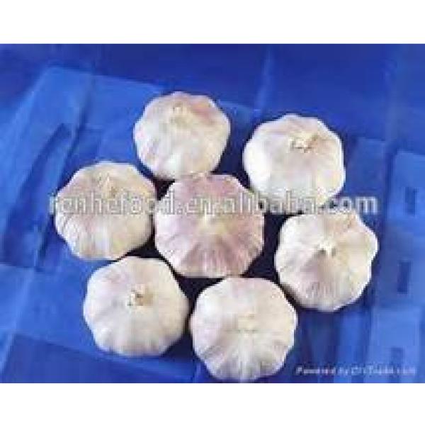 2017 Crop New Fresh Garlic #6 image