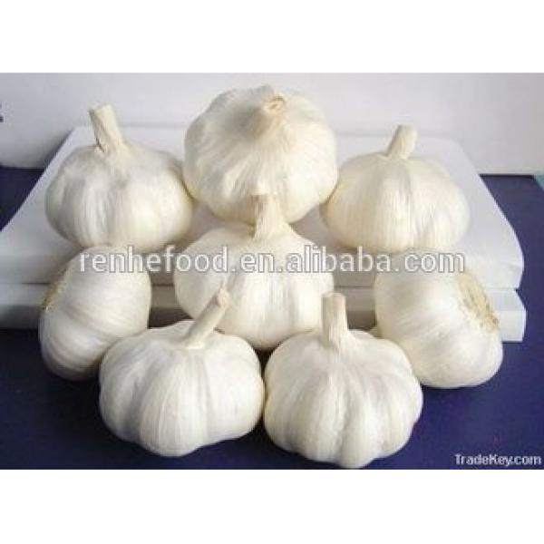 Export Fresh Garlic All Year Around #5 image