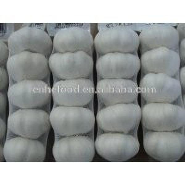 2017 New Crop Fresh White Garlic with Carton Packing #1 image