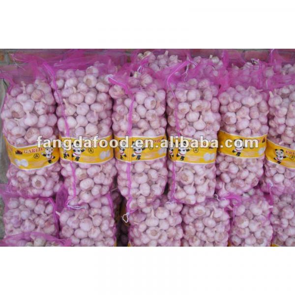 crop Chinese pure white garlic packed in carton #1 image