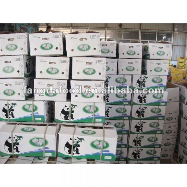 chinese garlic in 10kg cartons #1 image