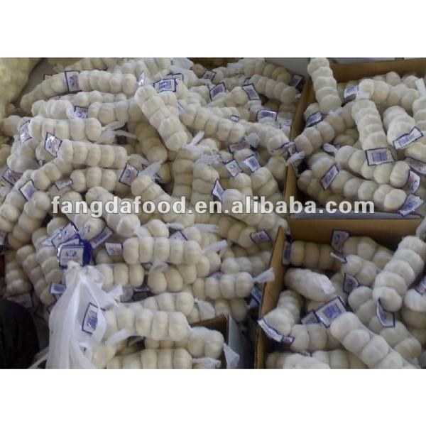 small package chinese fresh garlic #1 image