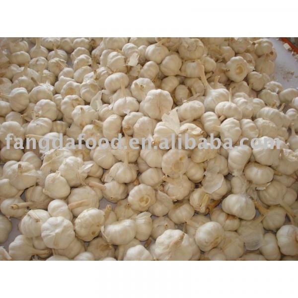 normal white chinese garlic #1 image