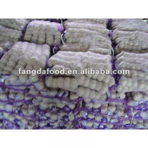 fresh garlic from china jinxiang #1 image