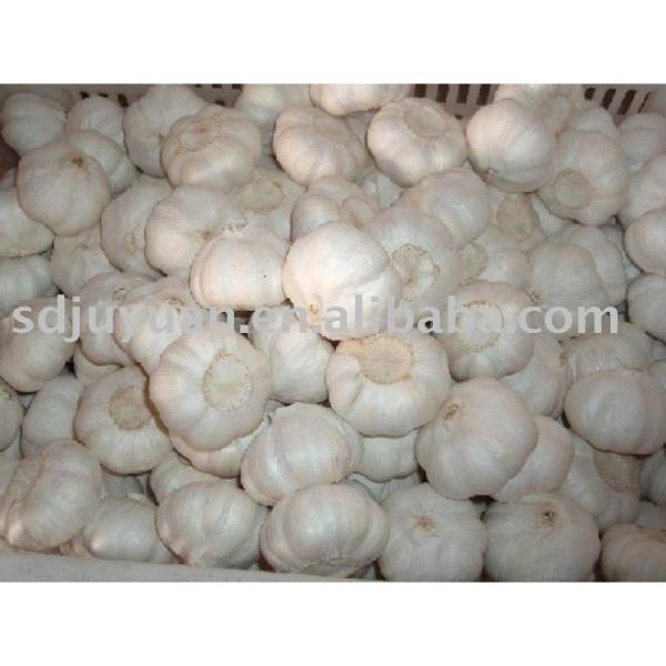 New Crop Fresh Pure White Garlic #1 image