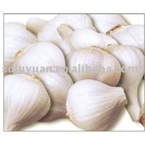 Fresh Garlic #1 image