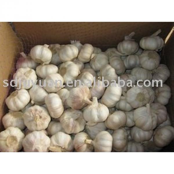 Fresh Normal White Garlic #1 image