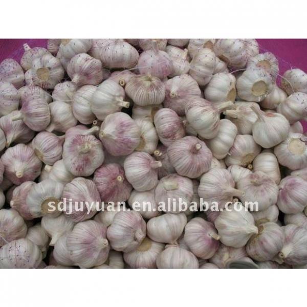 Fresh Normal White Garlic #1 image