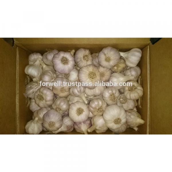 various Egyptian Garlic...DRY GARLIC...RED WHITE GARLIC #5 image