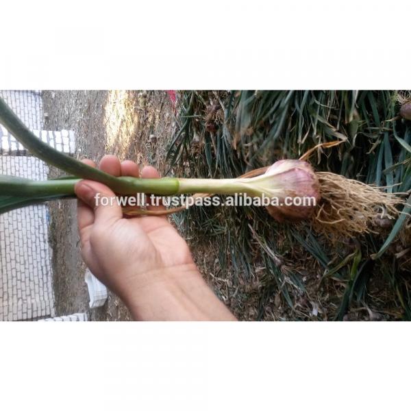 Forwell high quality Garlic New Season #5 image