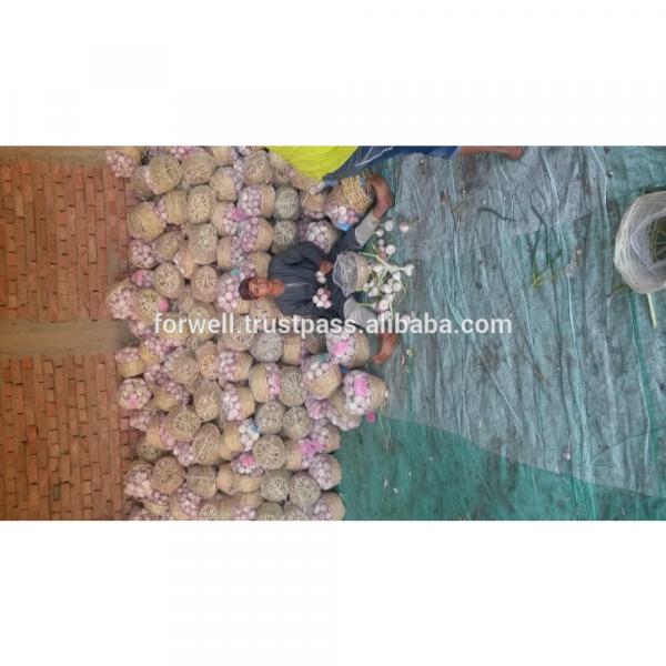 Forwell high quality Garlic New Season #6 image