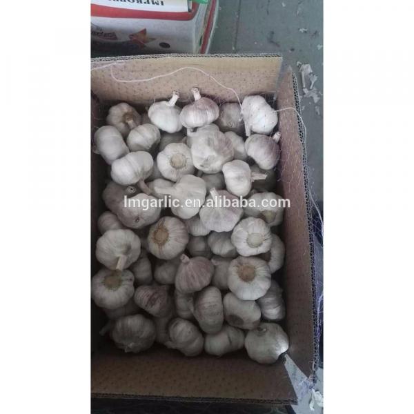 2017 Fresh Garlic / Alho from Jinxiang J10 #4 image