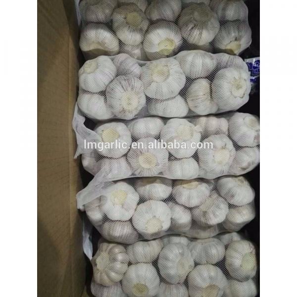 2017 Fresh Garlic / alho /ail from Jinxiang J10 #1 image