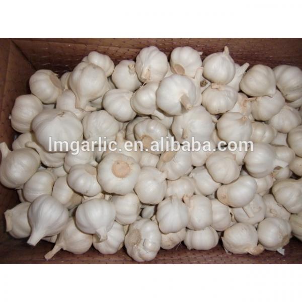 2017 Fresh Garlic / Pure white garlic / Alho from Jinxiang Liming Food J10 #1 image