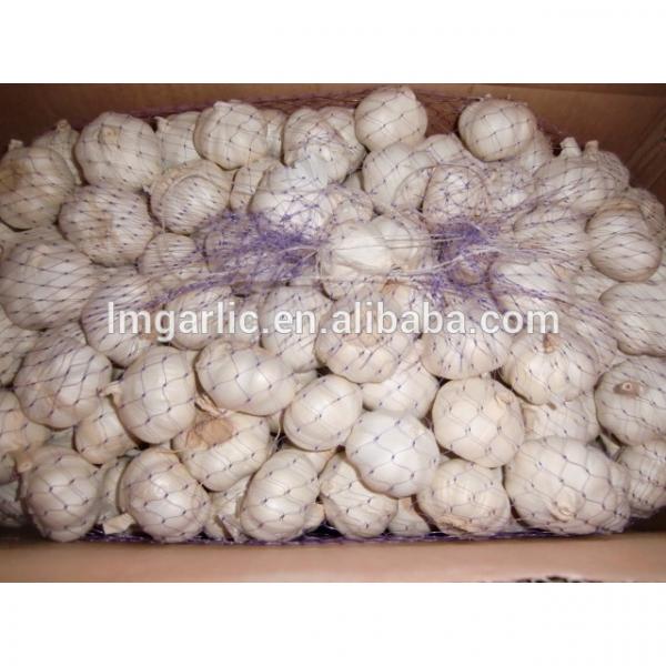 2017 Fresh Garlic / Pure white garlic / Alho from Jinxiang Liming Food J10 #2 image