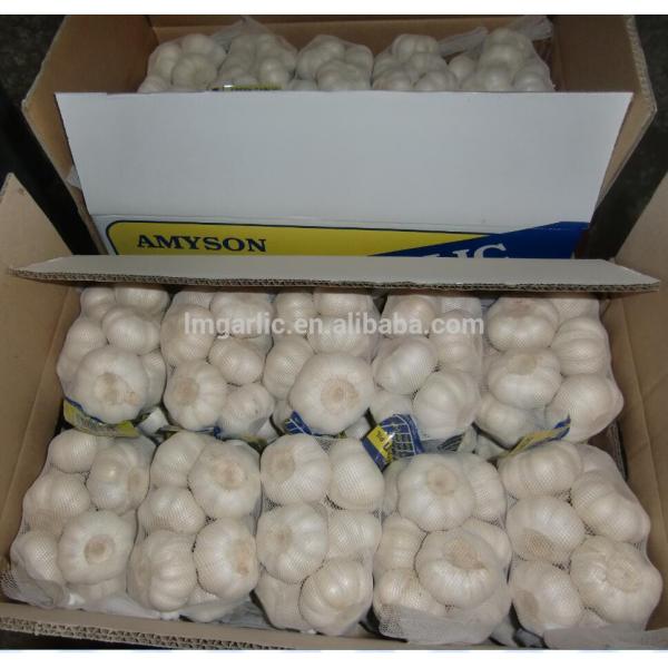 2017 Pure White Fresh Garlic / Alho from Jinxiang Liming J10 #1 image