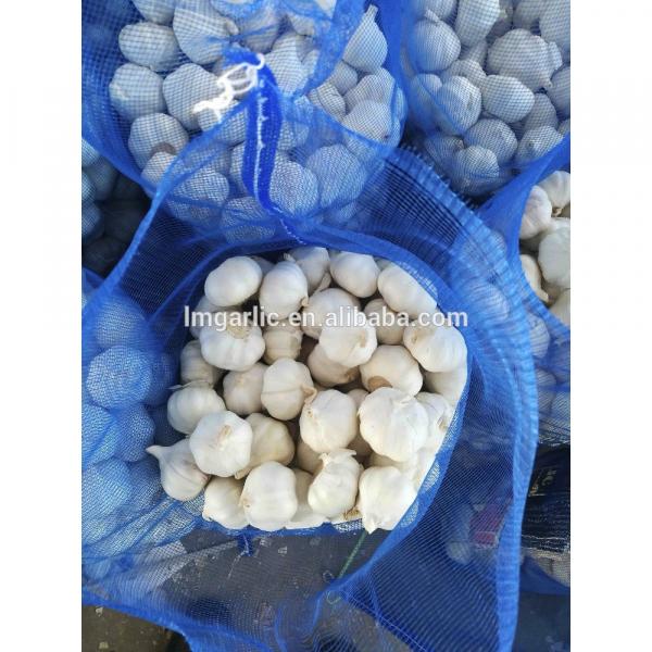 2017 Pure White Fresh Garlic / Alho from Jinxiang Liming M15 #1 image