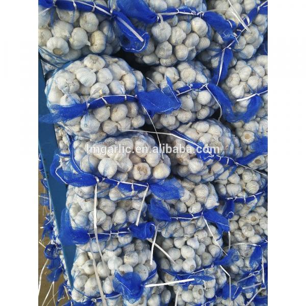 2017 Pure White Fresh Garlic / Alho from Jinxiang Liming M15 #2 image