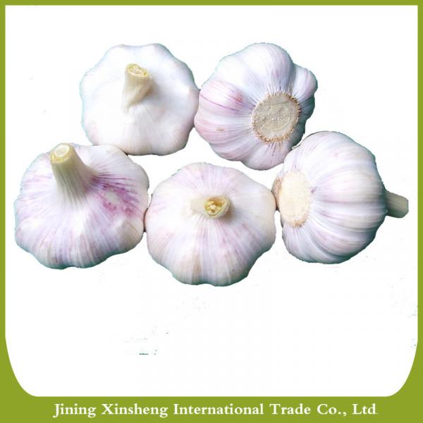 China best quantity fresh red garlic #2 image