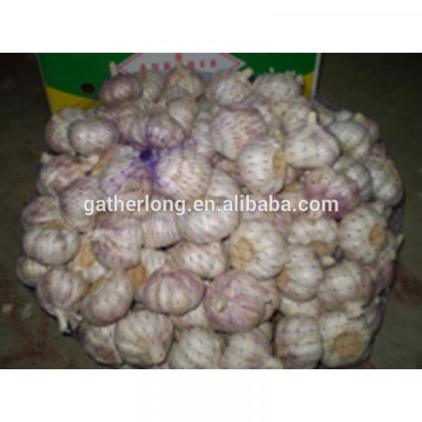 Sell 2017 Crop Fresh garlic - Spicy - Best price #6 image