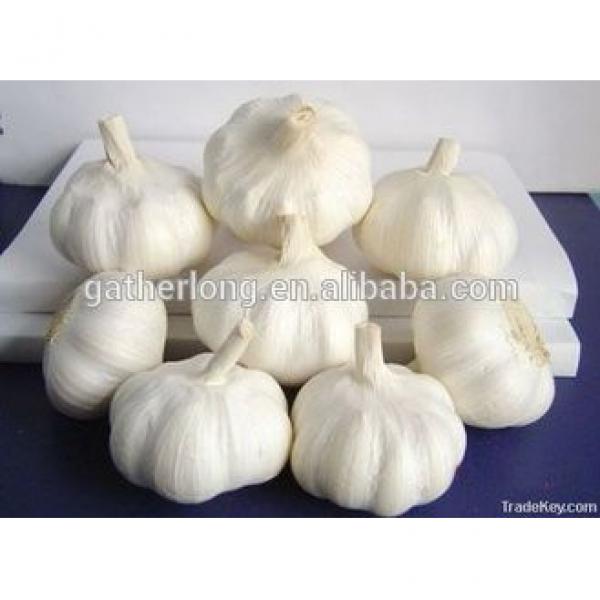 Naturally Grown and can be used for seed Garlic in China #6 image