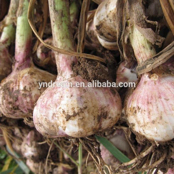 Bulk pure white fresh garlic price cheap wholesale #6 image