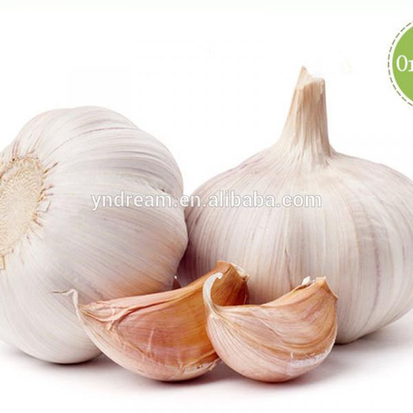 Fresh white garlic wholesale with cheap price and best quality from China #4 image