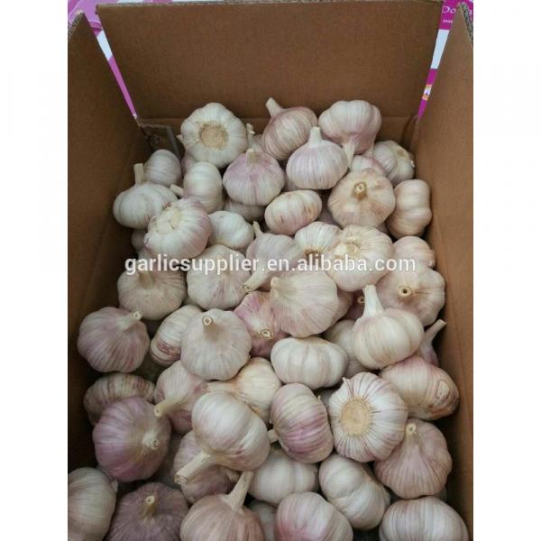 new crop garlic #1 image